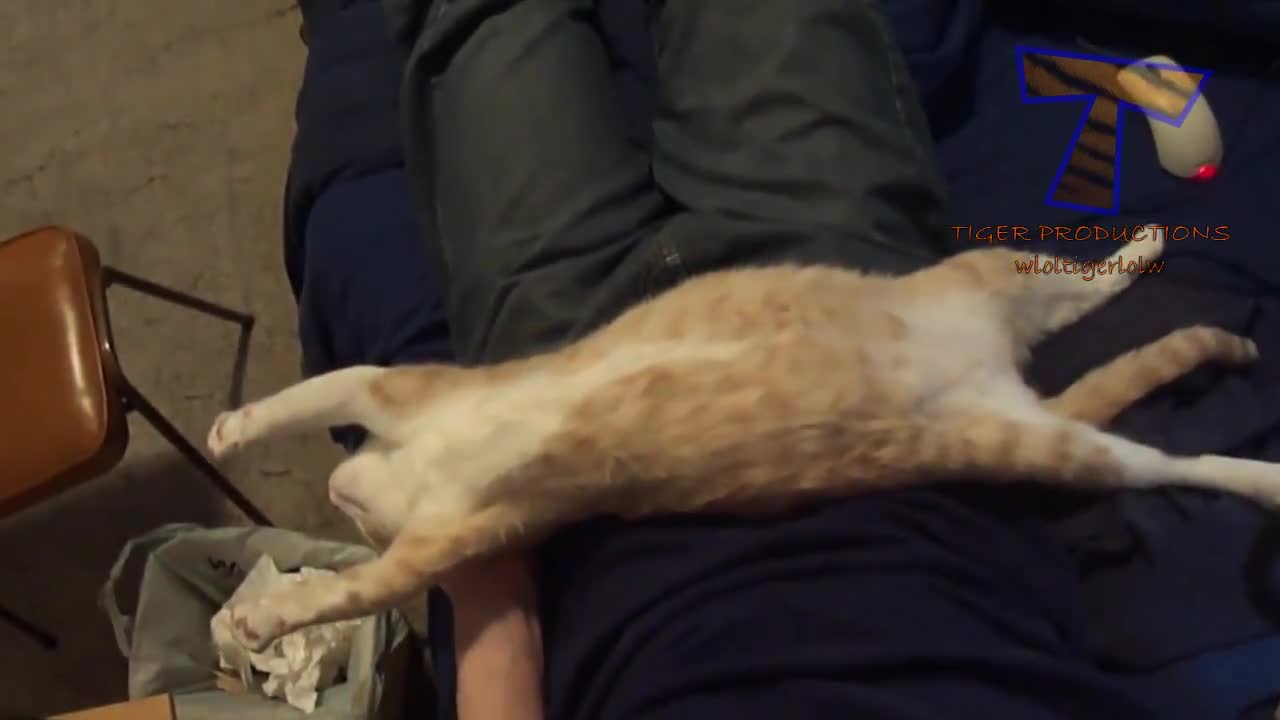 Смях ... Котки и кучета дремят в необичайни пози ... Компилация