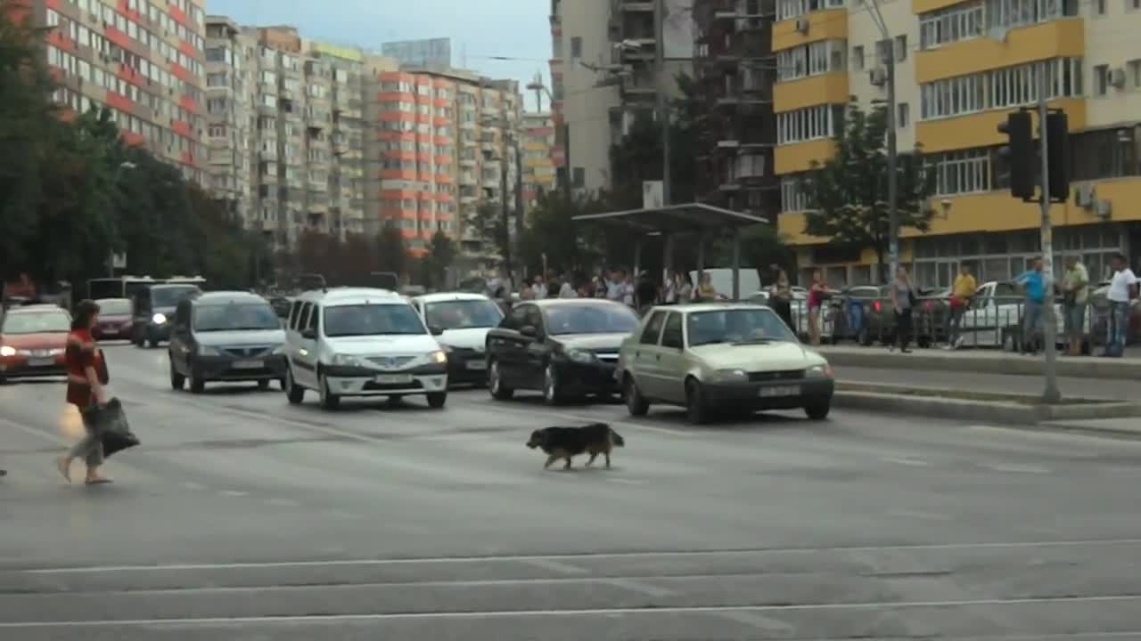 Умно куче преминава през пешеходна пътека 2013