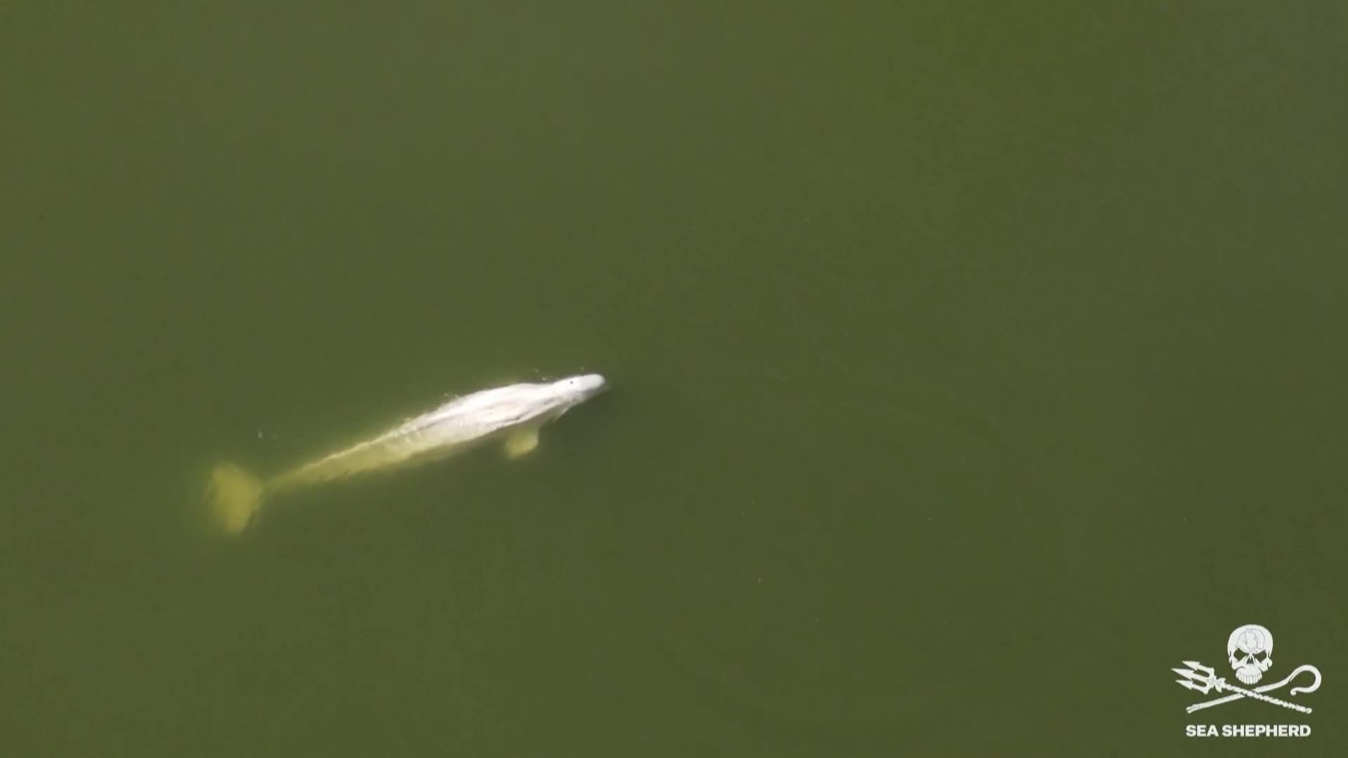 Заблудилият се в река Сена бял кит не приема храна (ВИДЕО)