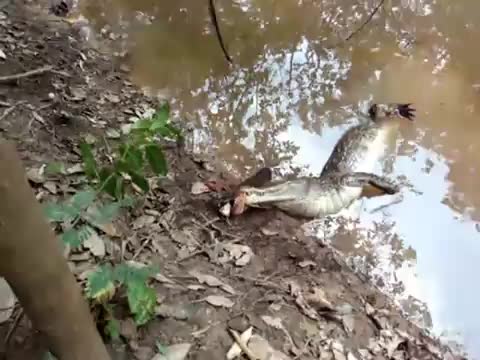 Алигатор срещу Електрическа змиорка 
