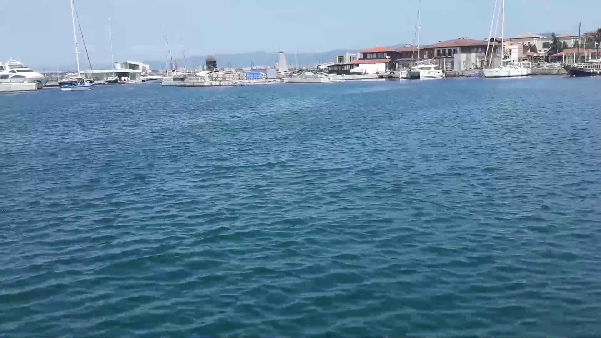 Делфини в Несебър радват туристите