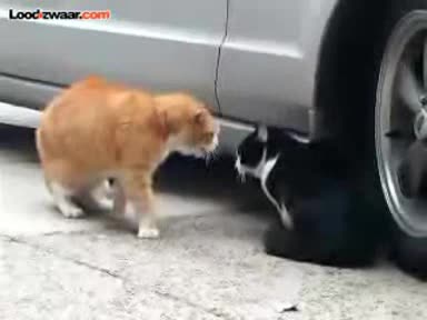 Луда котка говори(смях до скъсване)=)