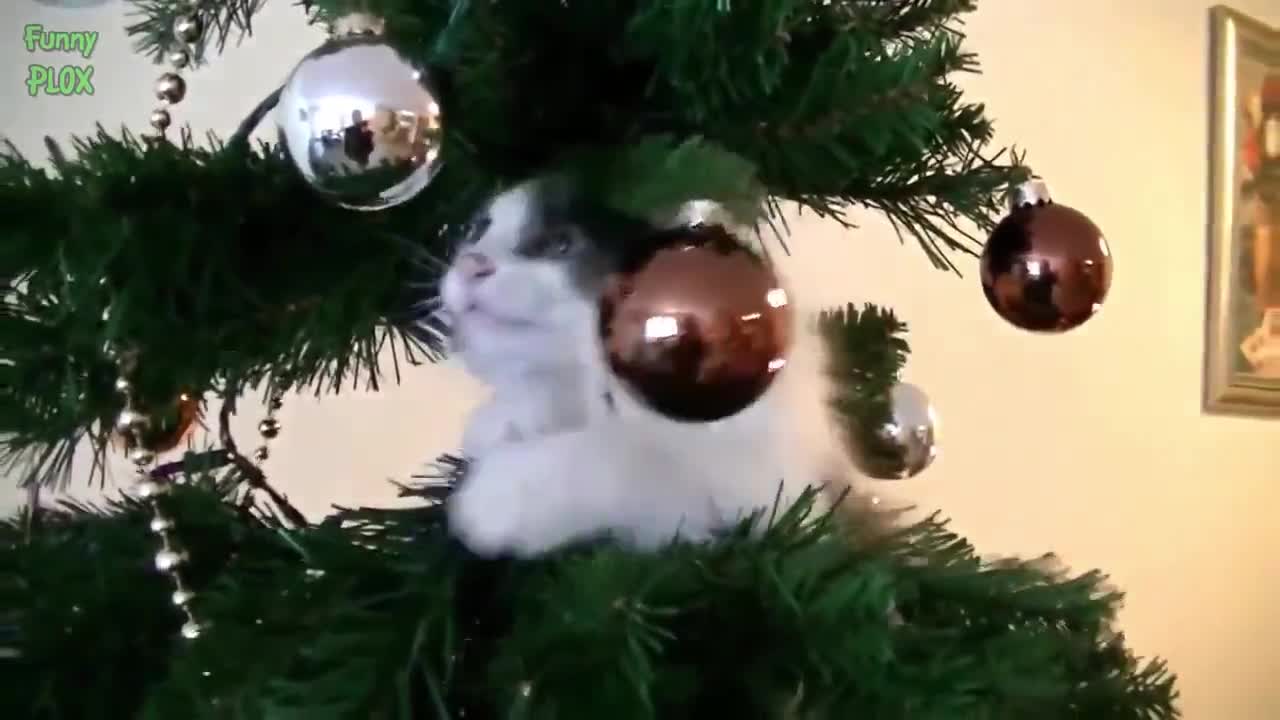 Коледна компилация с котки и кучета 2014
