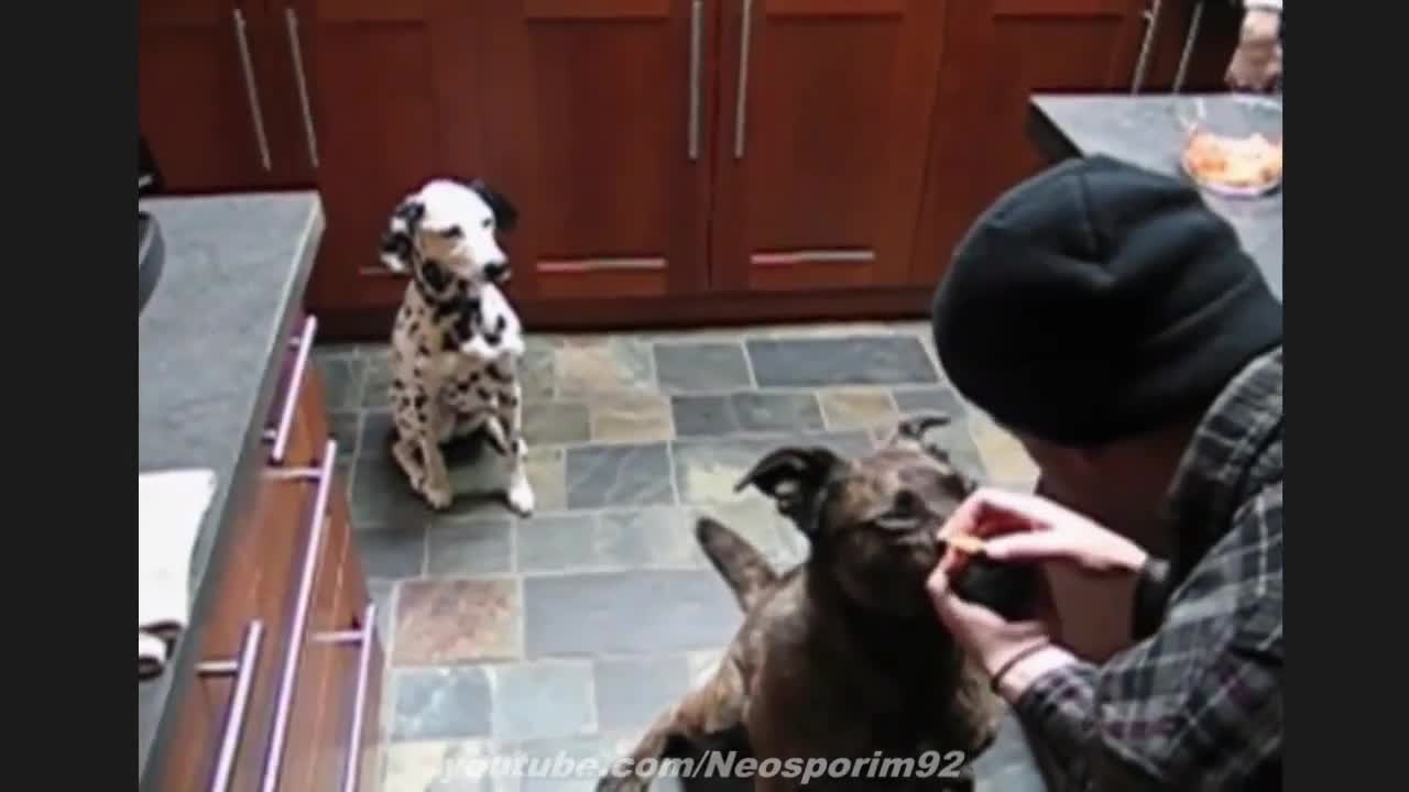 Забавни и смешни моменти! ... Компилация