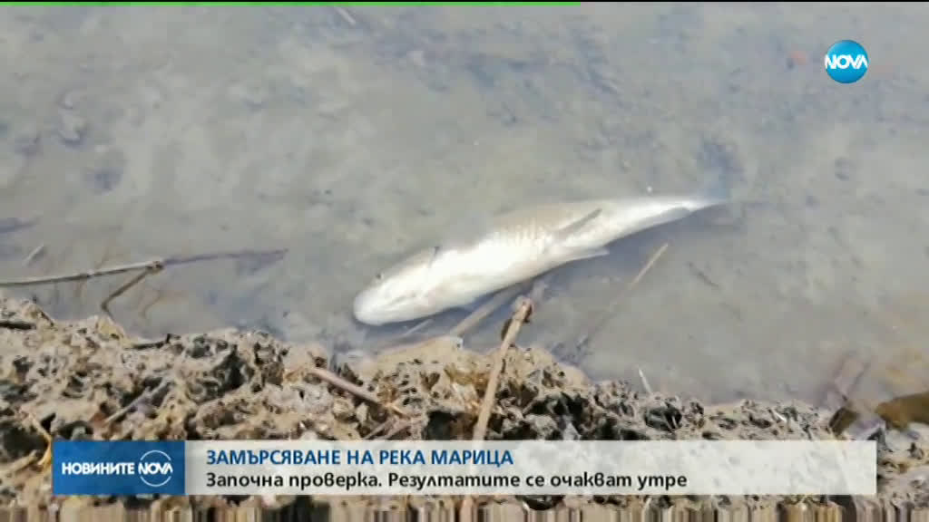 Проверяват сигнал за мъртва риба в река Марица