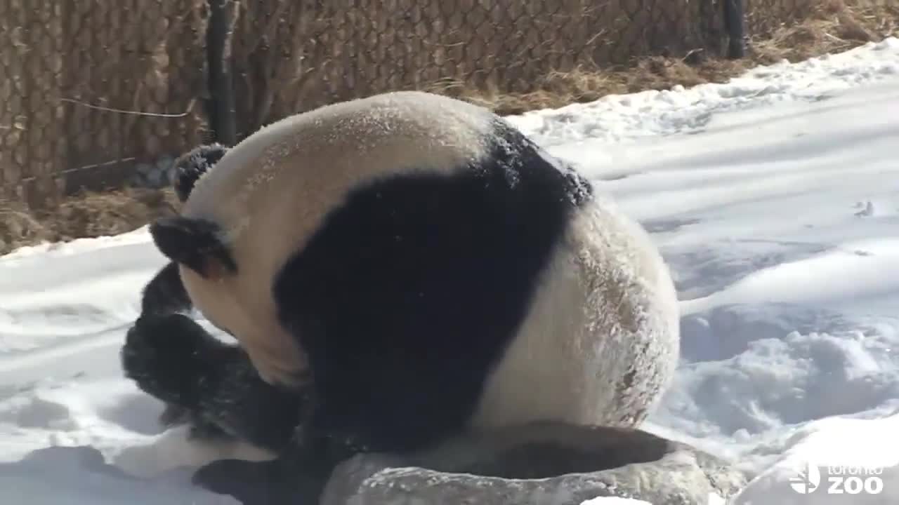 Панда си играе в сняг.