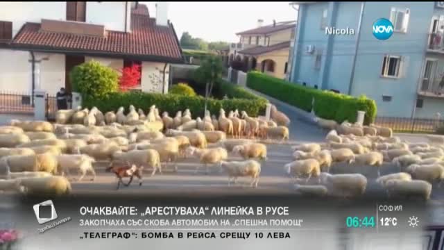 Задръстване в Италия заради… овце