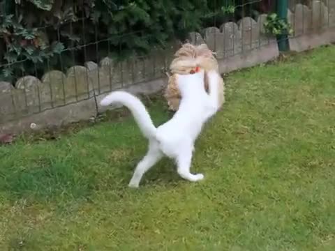 >Игриво коте се заяжда с кокошка