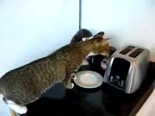 Котка изследва тостер - Смях !