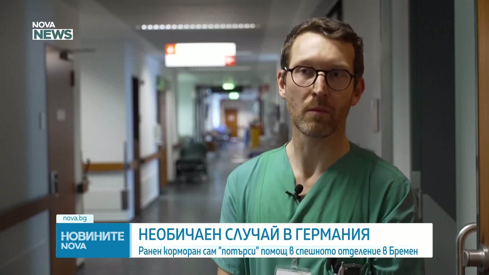 Ранен корморан сам потърси помощ в болница