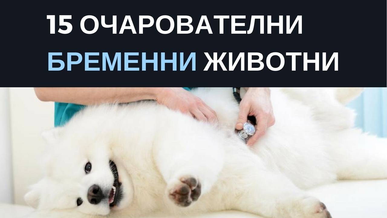 15 очарователни бременни животни