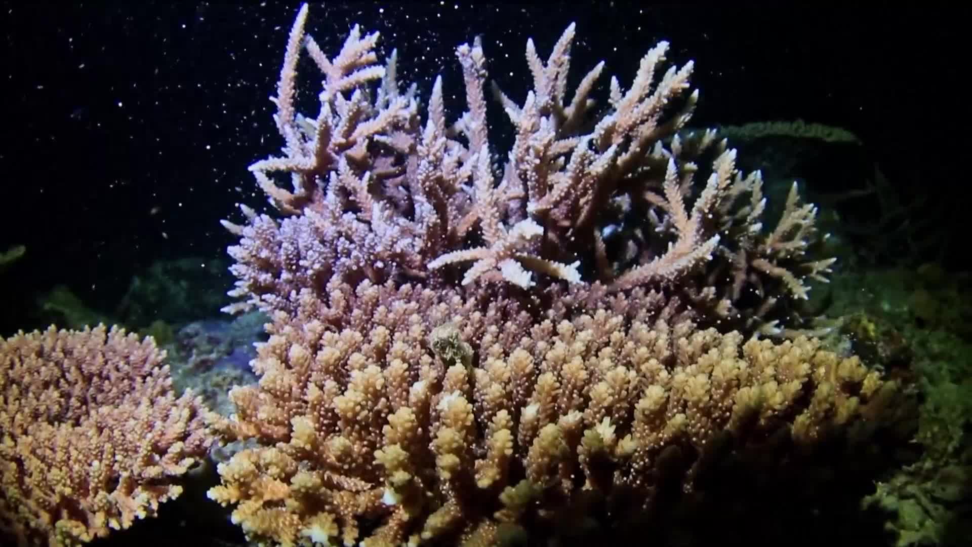 ФЕНОМЕН: Започна размножаването на коралите край Окинава