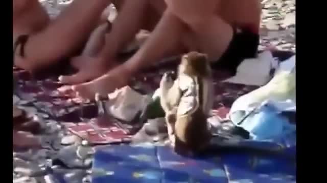 Маймунка тараши по плажа и търси пълни бутилки с бира!