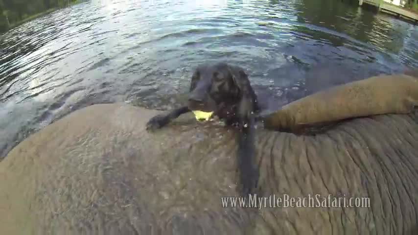 Приятелство между слон и куче!