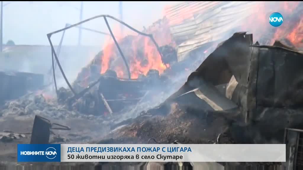 ДЕЦА ПРЕДИЗВИКАХА ПОЖАР: 50 овце изгоряха в Пловдивско