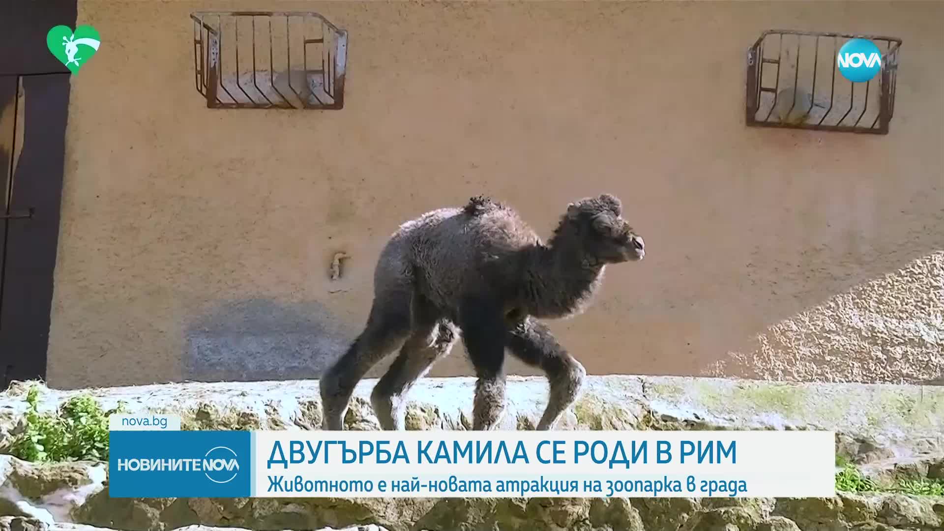 Бебе двугърба камила стана най-новата атракция на биопарка в Рим