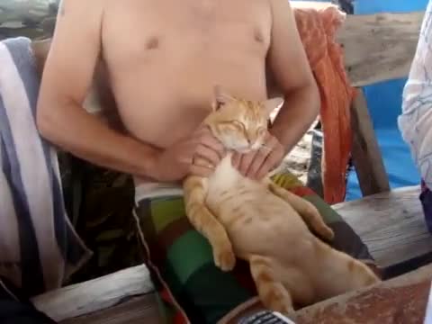 Котка обича да и правят масаж