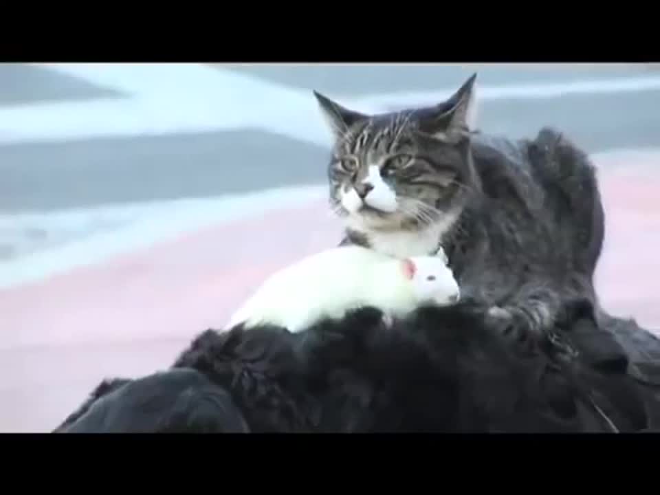Мишка се вози на гърба на котката а пък котката се вози на гърба на кучето