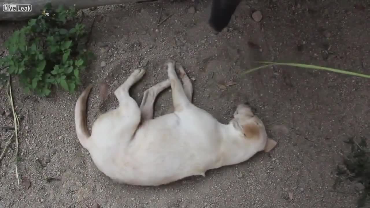 Бебе слонче се опитва да събуди приятелят си !!!