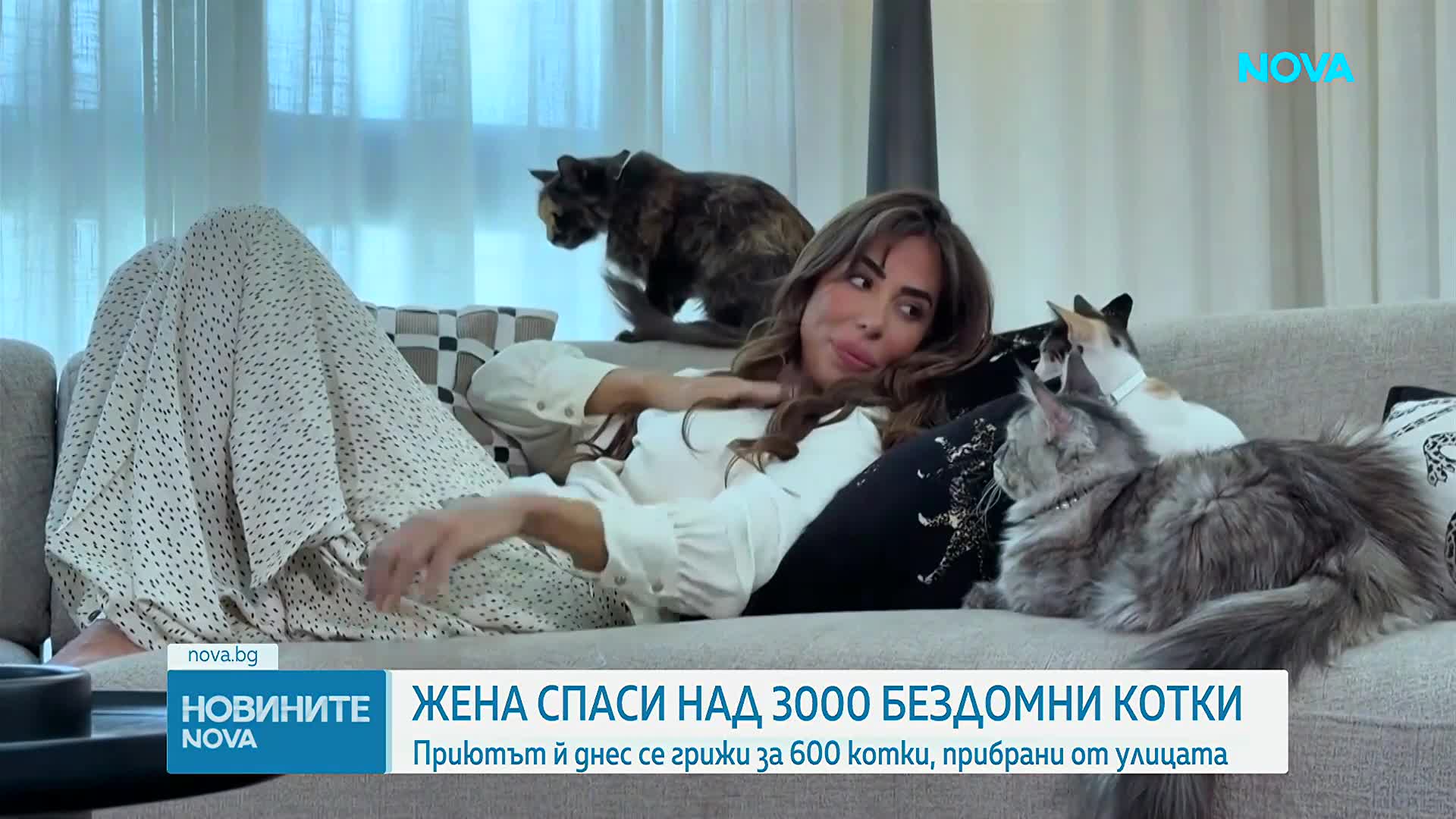 Жена в ОАЕ посвети живота си на спасяването на бездомни котки
