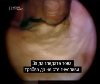 Научни разкрития за акулите