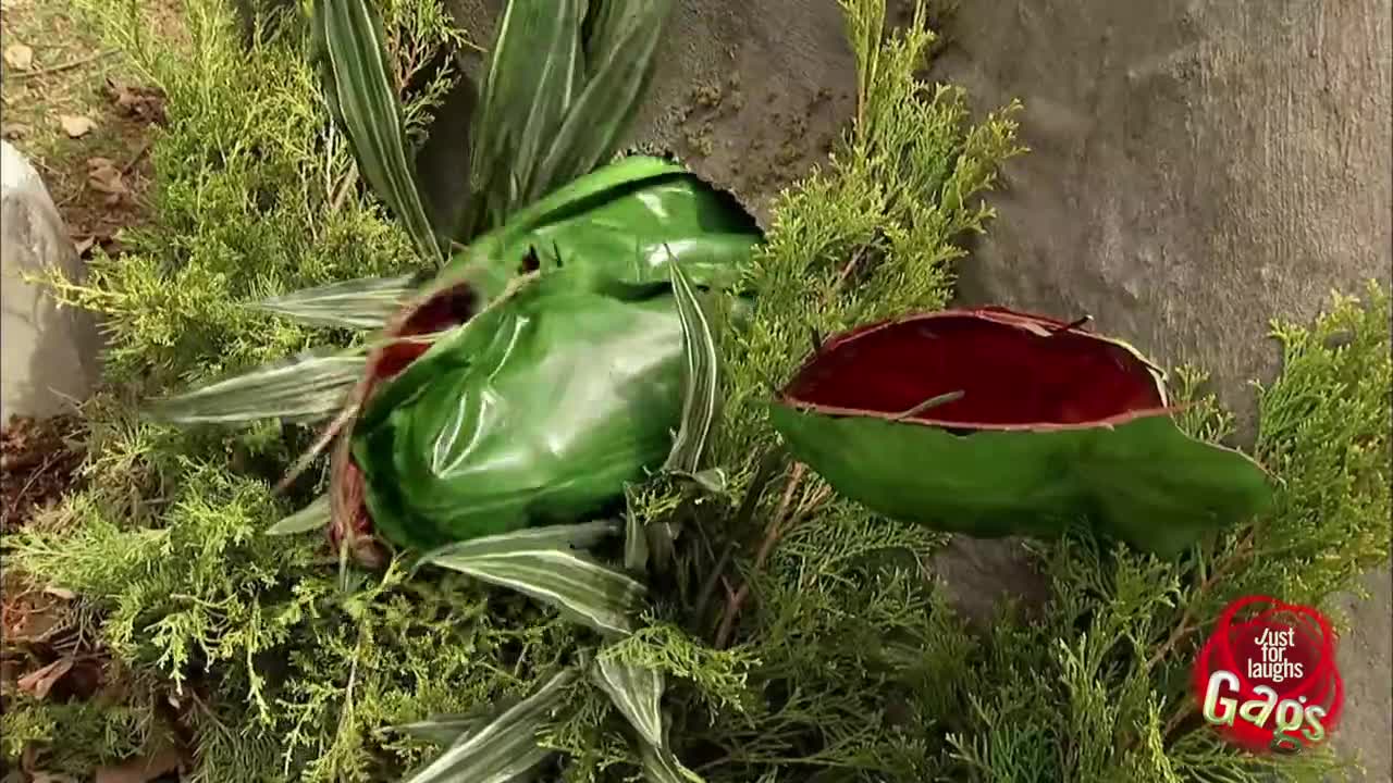 Смях! Хапеща Мухоловка - скрита камера