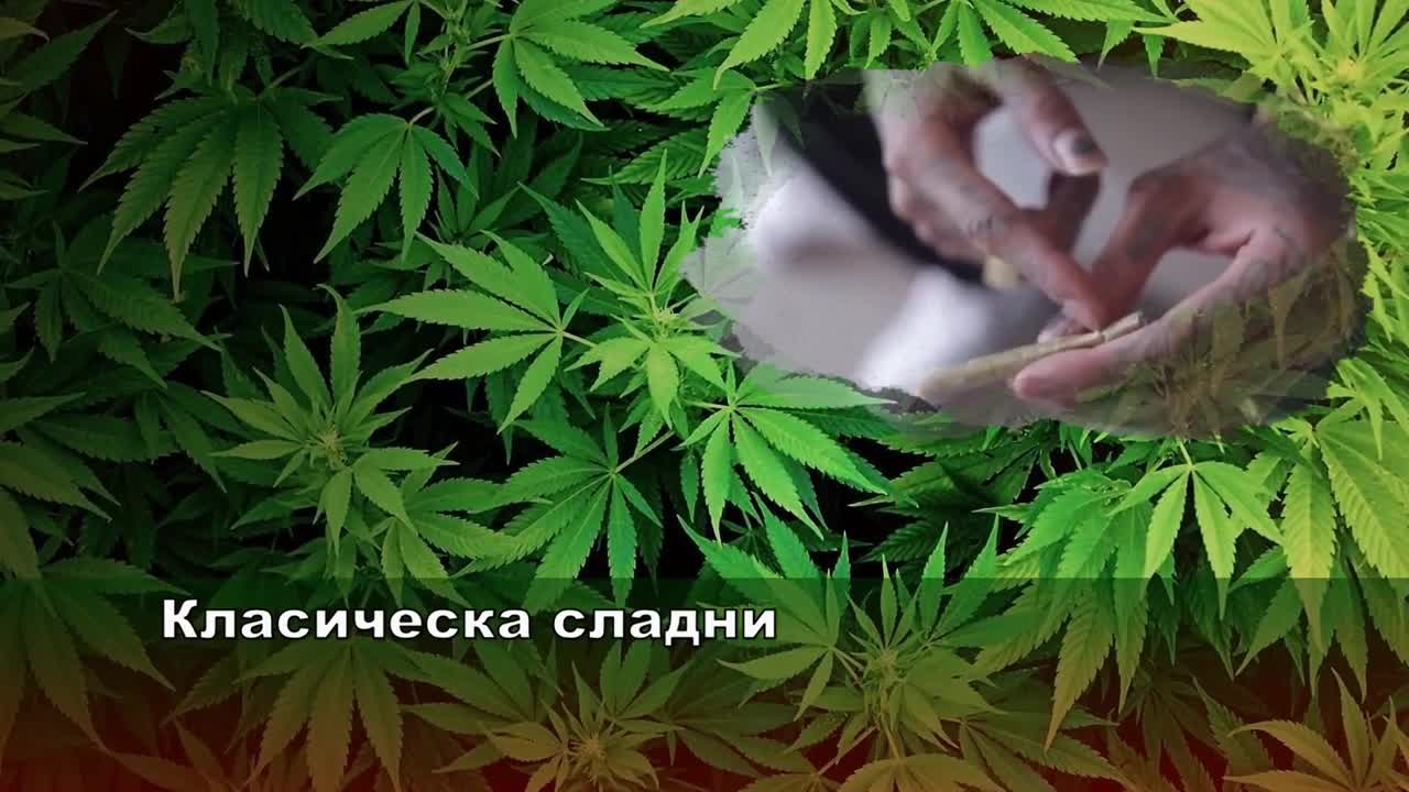 Най-силните сортове на марихуаната