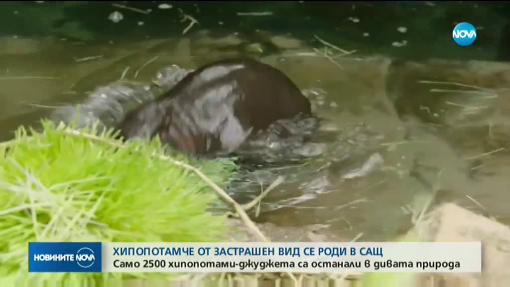 Хипопотамче от застрашен вид се роди в САЩ