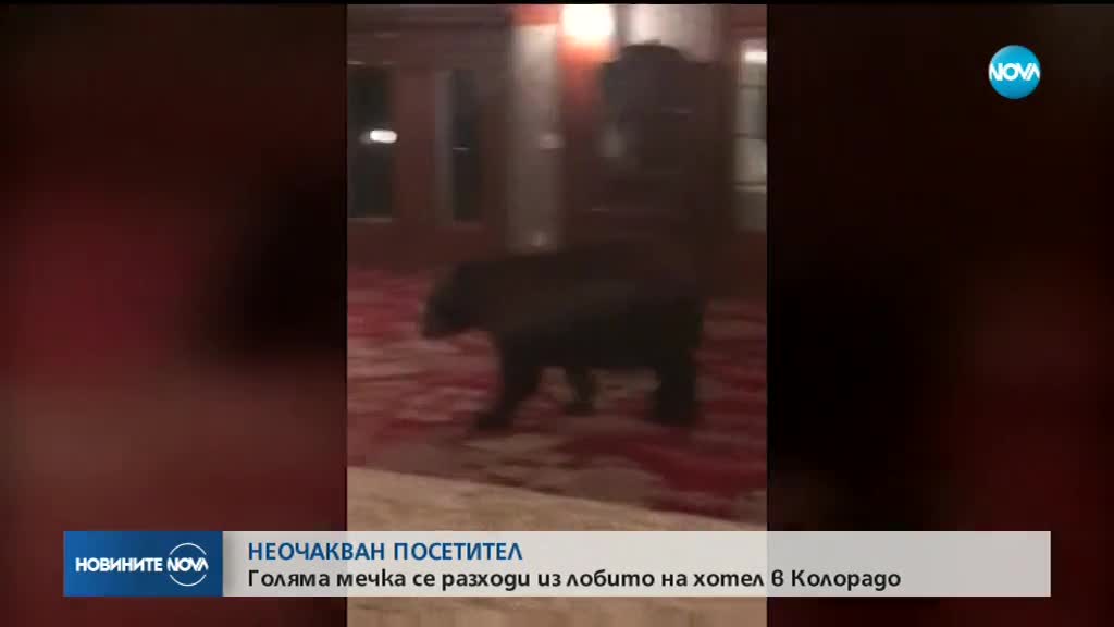 Мечка се разходи из хотел в Колорадо