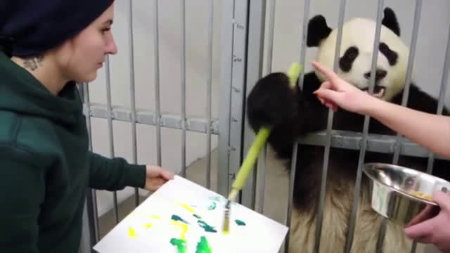 Панди в московския зоопарк се учат да рисуват (ВИДЕО)