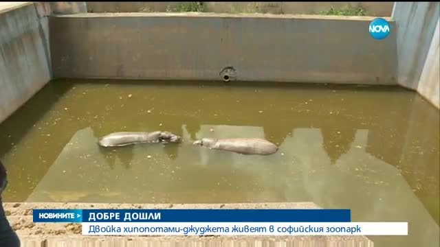 Софийският зоопарк с двама нови обитатели - хипопотами-джуджета