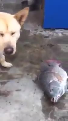 Куче помага на уловени риби, като ги пръска с вода