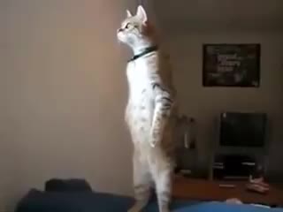 Коте се изправя на Химна!
