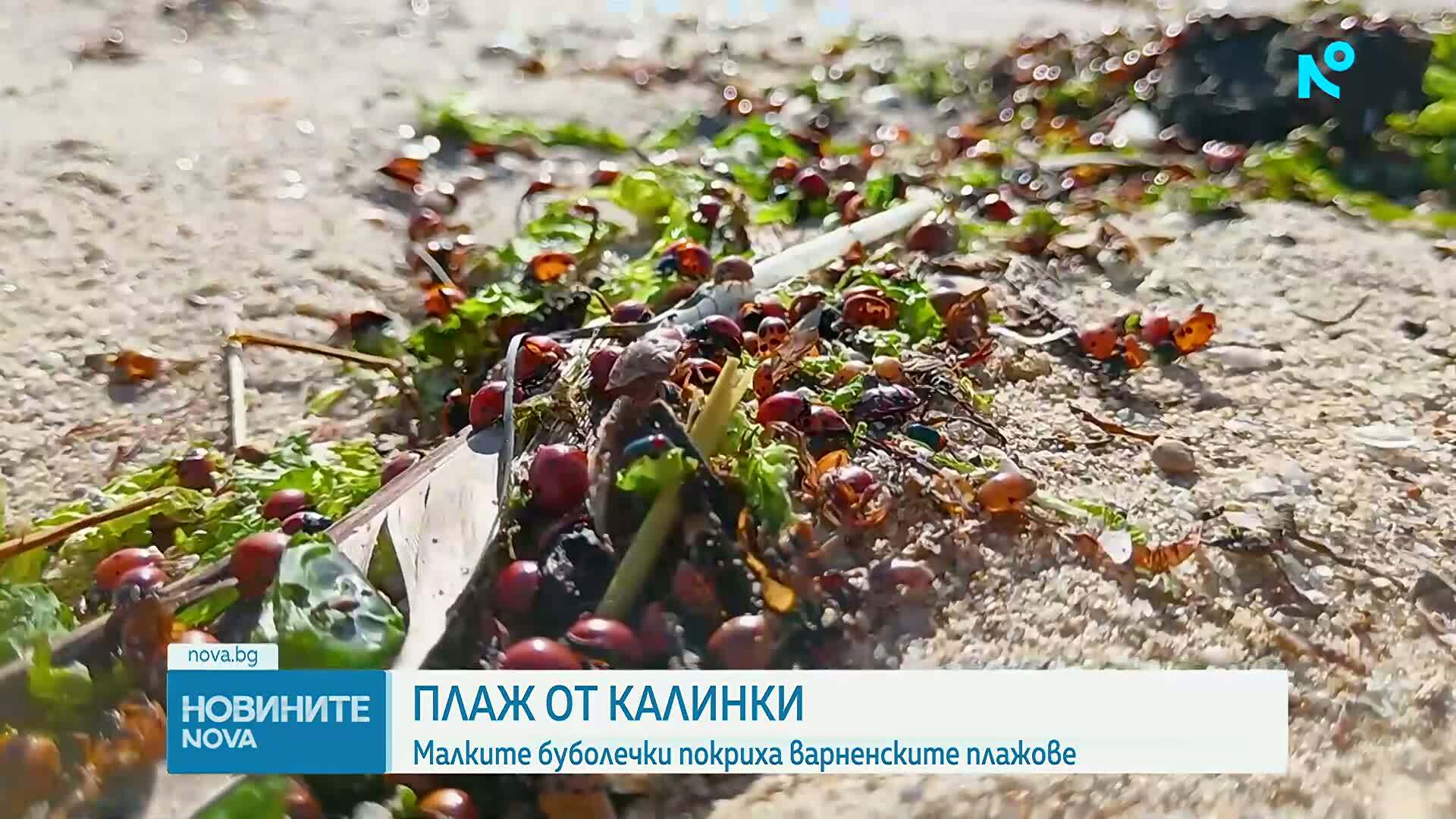 Нашествие на калинки по варненските плажове
