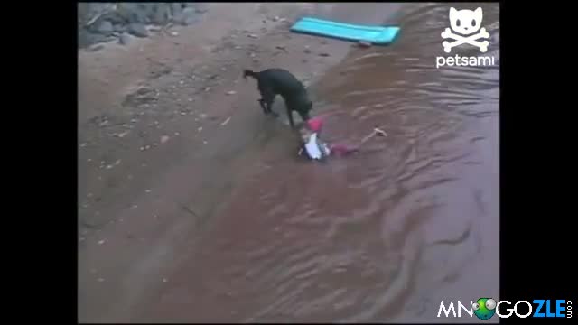 Куче спасява дете от удавяне
