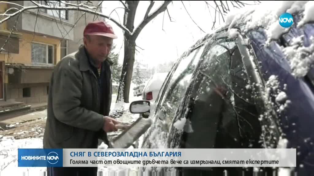 Сняг в Северозападна България: Много от овошките измръзнаха