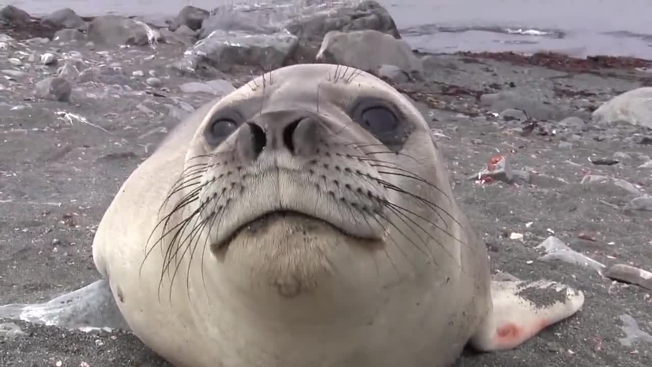 Удивителна среща с морски слон ..