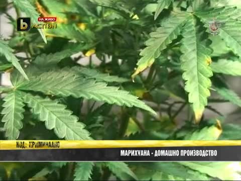 Да си гледаш марихуана у дома 