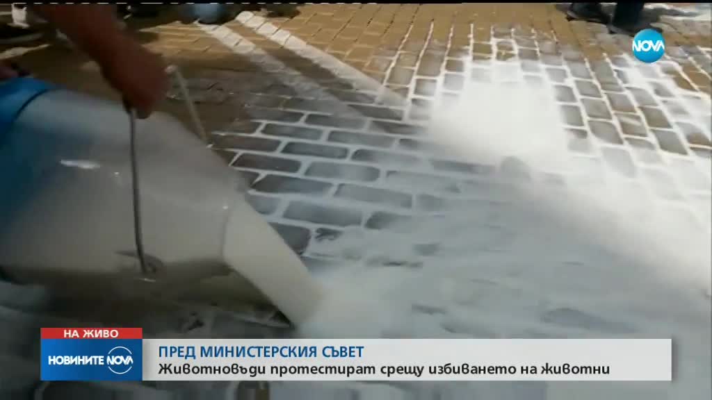 МЛЯКО ПО ЖЪЛТИТЕ ПАВЕТА: Животновъдите на протест пред МС