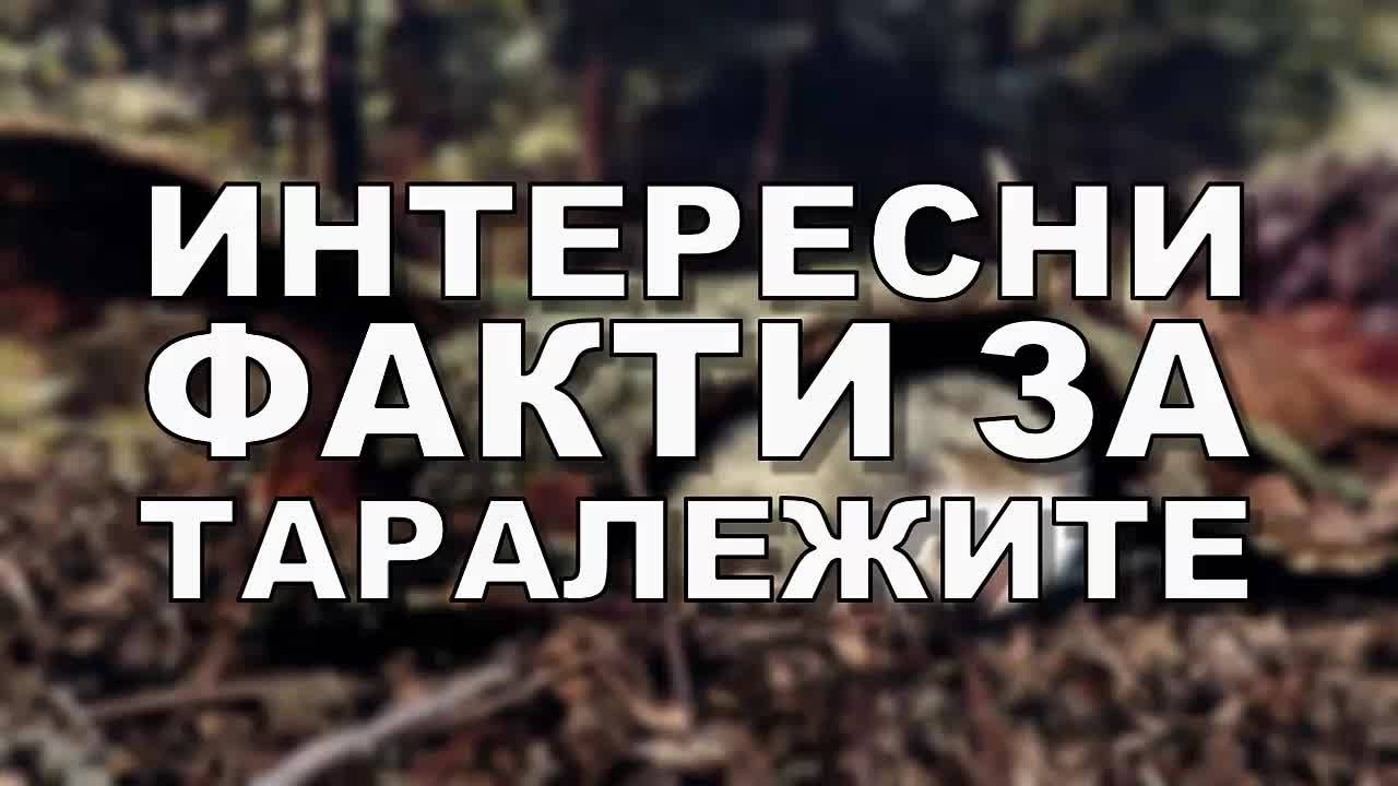 Интересни факти за таралежите