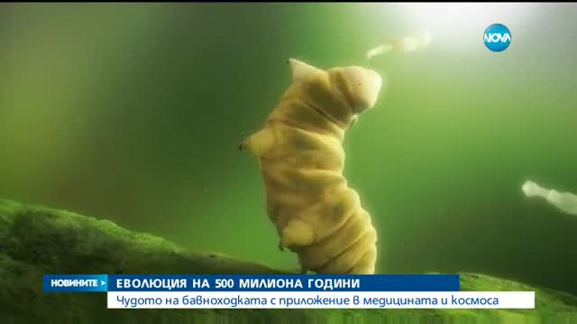 Новините на NOVA (29.12.2016 - централна емисия)