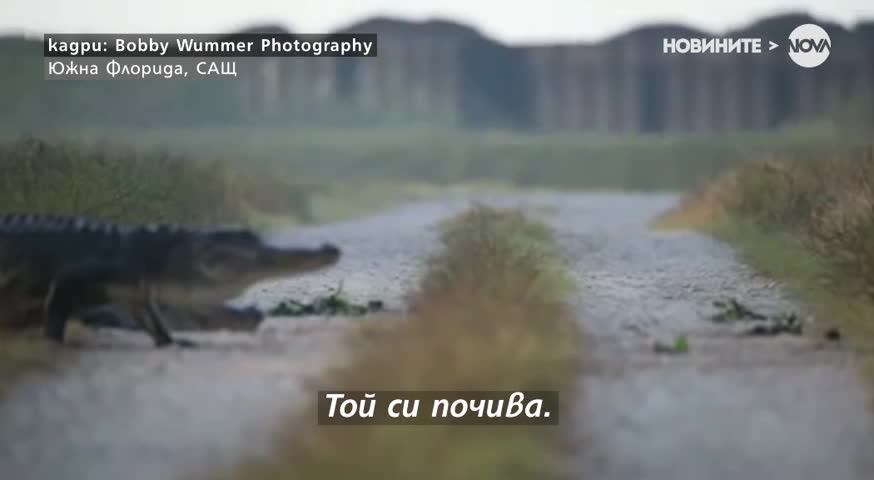 Алигатори минават на метри от човек