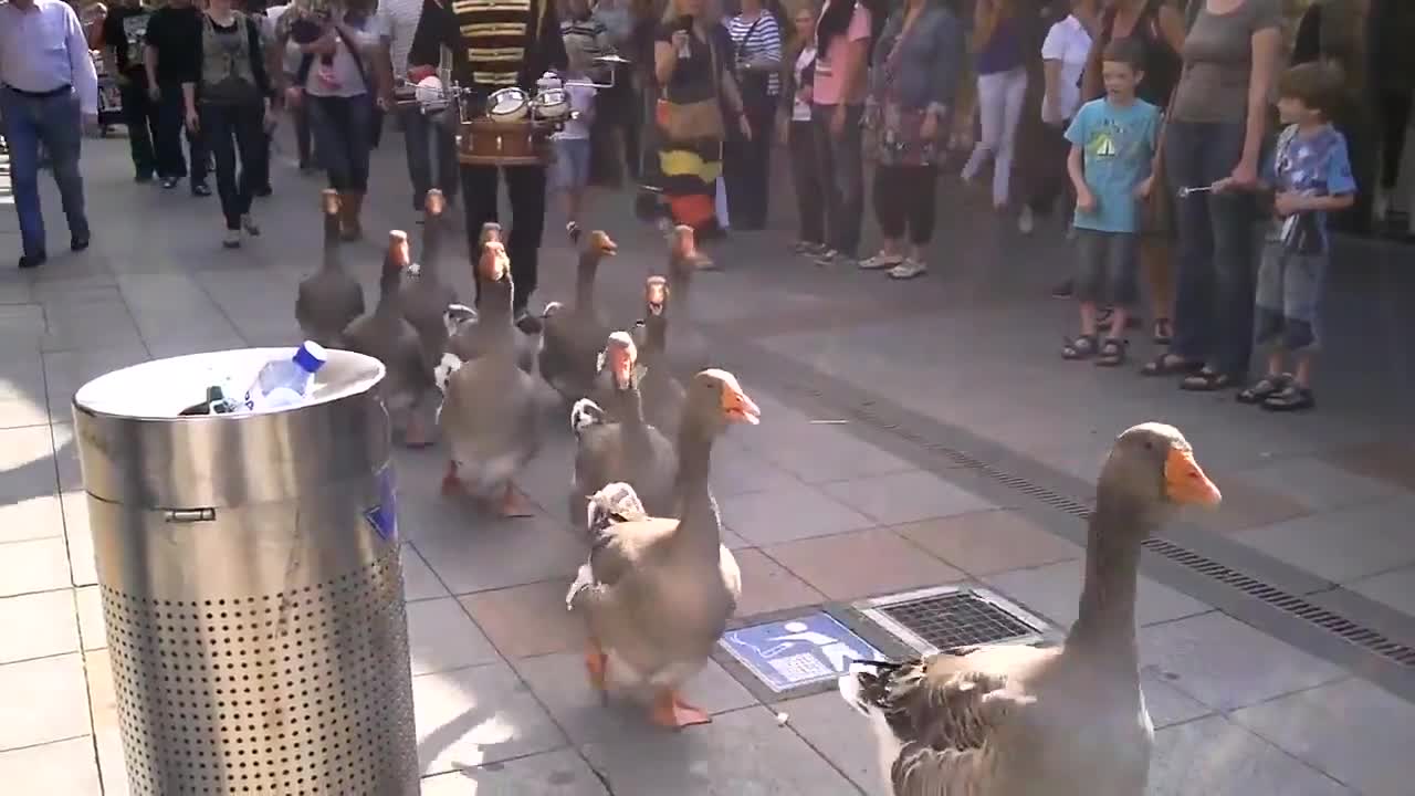 Парад на гъските в Холандия