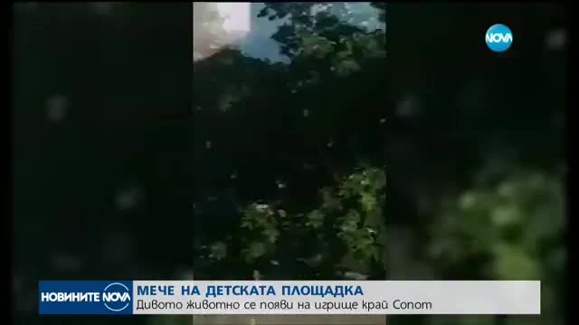 Мече на детската площадка