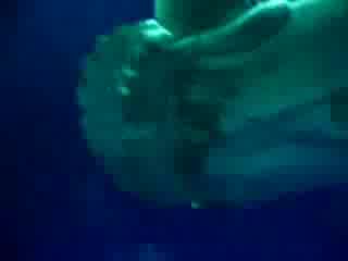 Невероятни Риби В Океана - Откритие