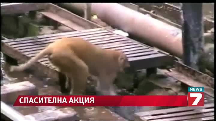 Маймуна спасява друга маймуна