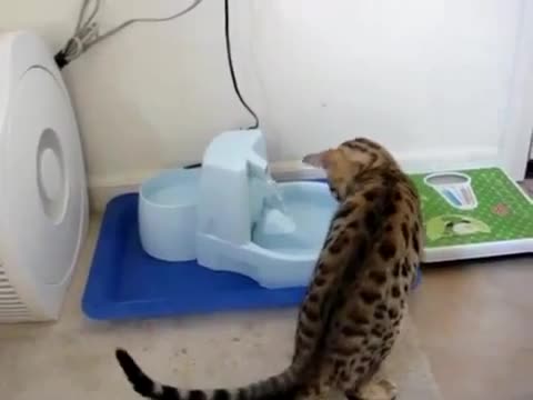 Бенгалски котарак си играе с вода