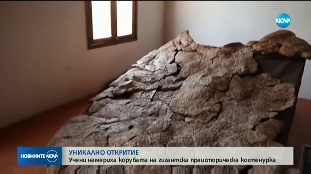 Откриха останки от гигантска костенурка