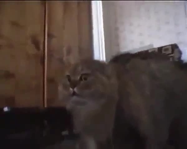 Смешна котка !!