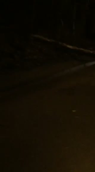 Паднало дърво на Симеоновско шосе